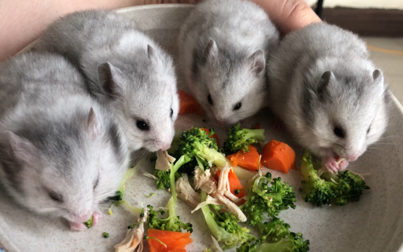 纯银金丝熊崽崽满月啦!12只崽崽们完成蜕变!马上就要去见新家长了.