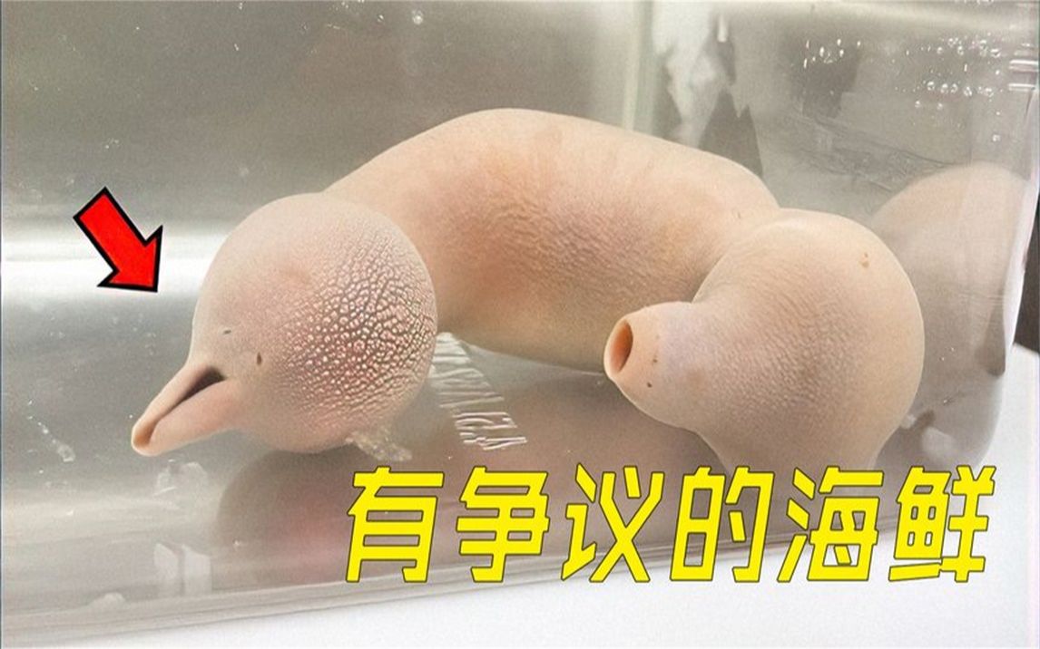 吃了这么多年海肠,你真的认识它吗?生物科普哔哩哔哩bilibili