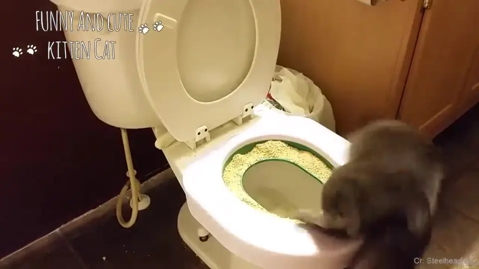 Funny cat clearance fails 2018