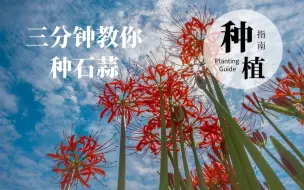 Download Video: 简单易懂的石蒜种植教学，看了不亏！