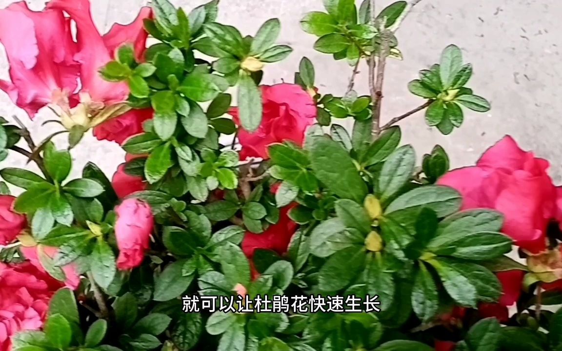 杜鹃花怎么养家庭养法（木本杜鹃花怎么养家庭养法）-第1张图片-潮百科