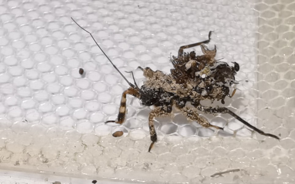 【昆虫介绍】淡带荆猎蝽若虫_哔哩哔哩 (゜-゜)つロ 干杯~-bilibili