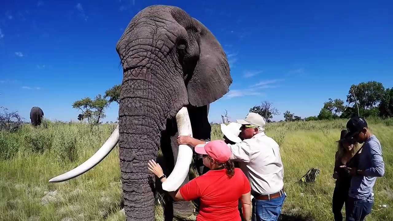 美丽的非洲大草原的早晨大象与人类的奇妙和谐相处