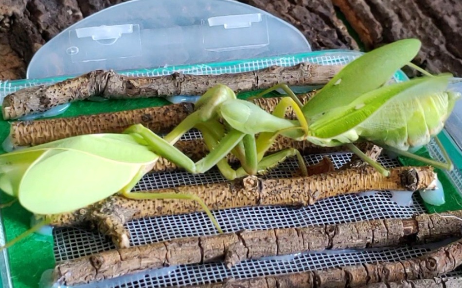 绿巨螳vs杵胸斧螳,绿巨还是强,杵胸也不弱