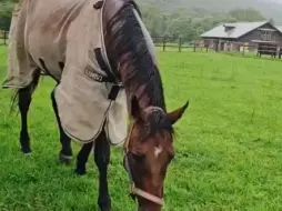 Descargar video: 【24.8.5】下雨了，中山庆典在除草