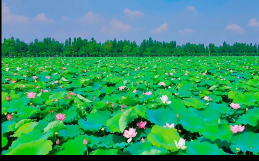 [图]夏日风光无限好