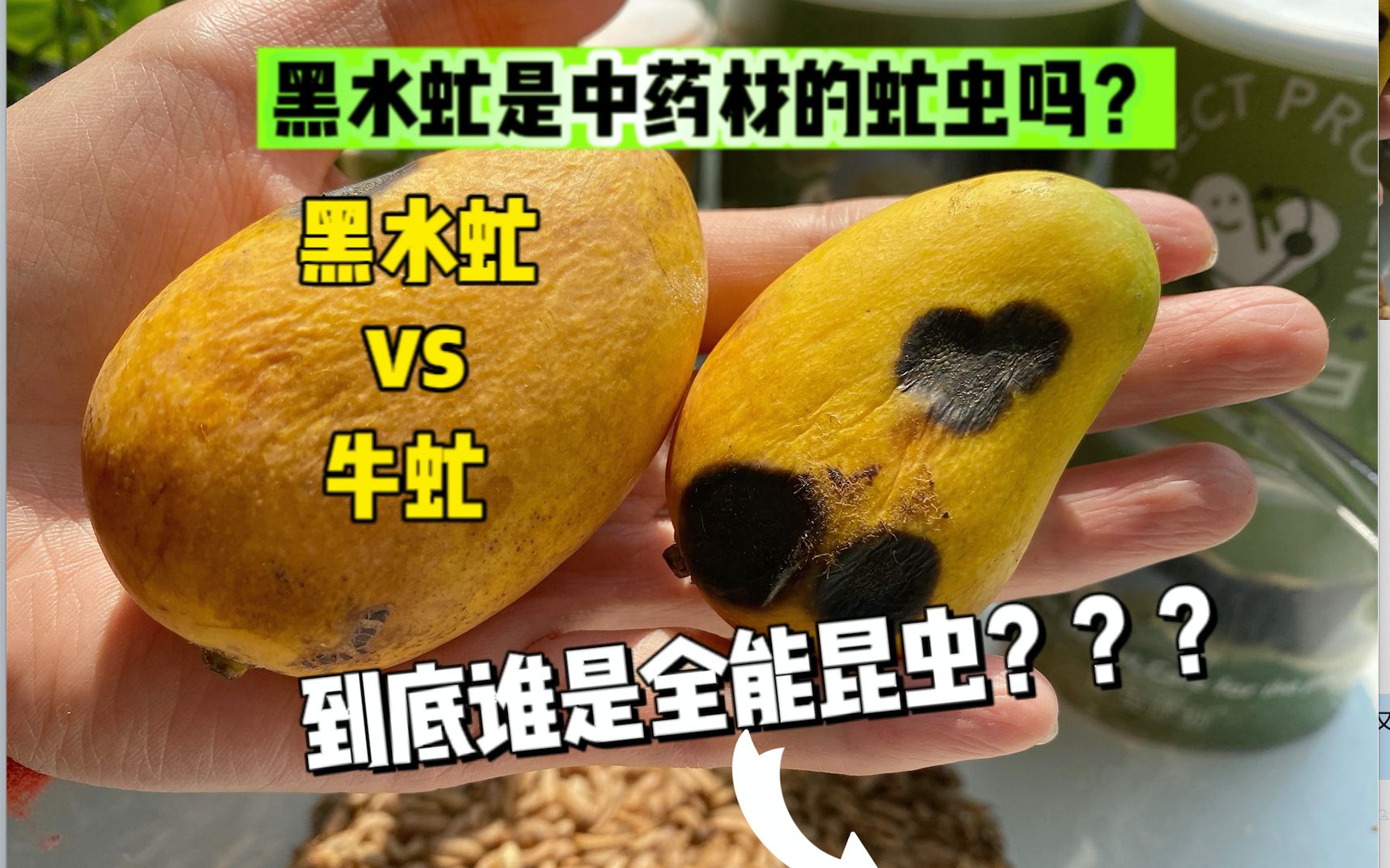 【全网首篇】黑水虻既能高效处理掉厨余,又是一种宝贵中药材?那么虻虫是黑水虻?哔哩哔哩bilibili