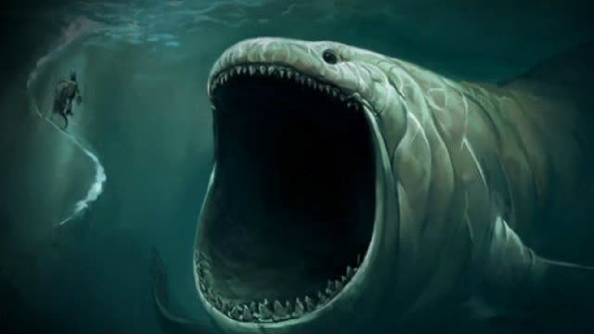 知识分享1  大白鲨