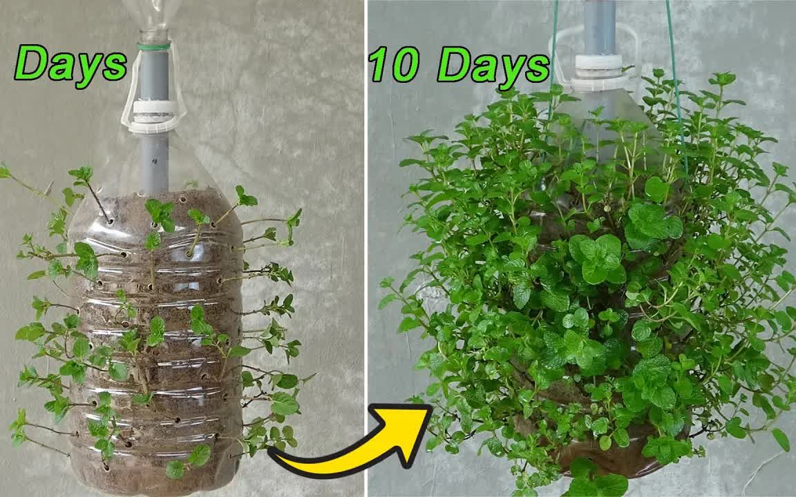 [图]How to grow mint from stem in plastic bottles, Hanging Garden Ideas| 如何在塑料瓶中从茎中生