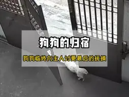 Tải video: 狗狗临终向主人讨要最后的抚摸，独自前往野外迎接生命的尽头