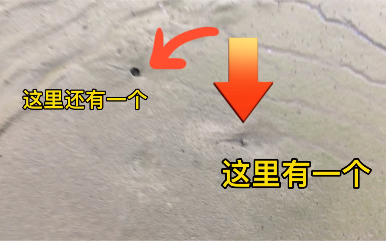 野生甲鱼爬行痕迹图片图片