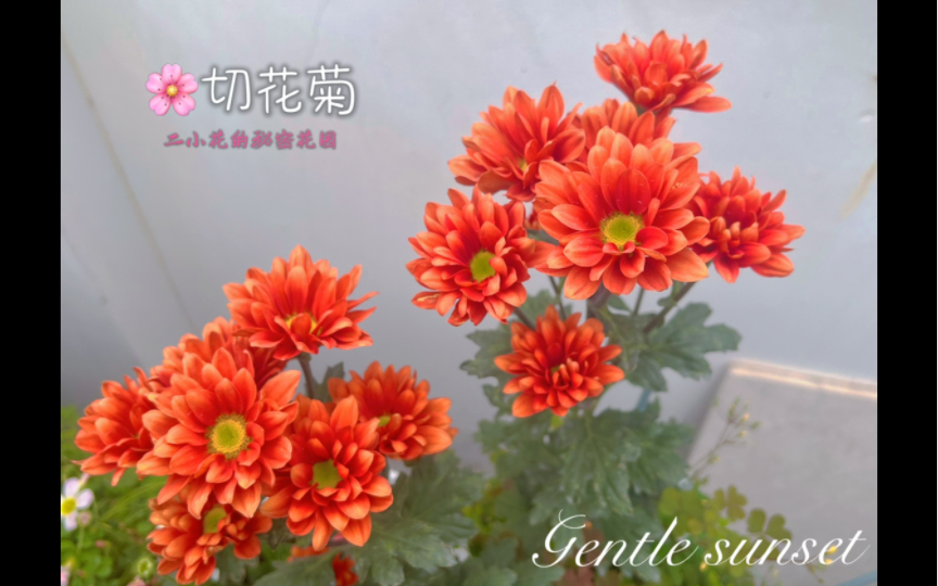 切花菊介绍,福建两广值得一试哔哩哔哩bilibili