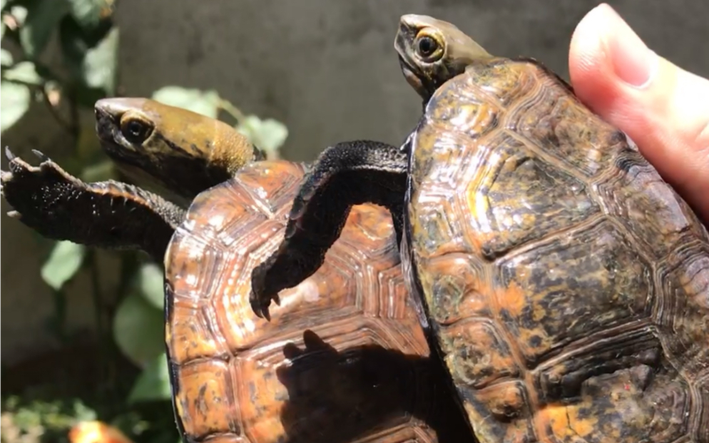 开春首秀1日本石龟公母橘色和黄色