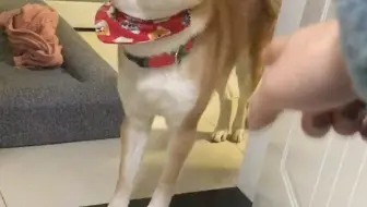 汪星人 暴打不听话的柴犬 日本驯犬师中村信哉镜头前引发众怒 知道原因后所有人都沉默了 哔哩哔哩 Bilibili