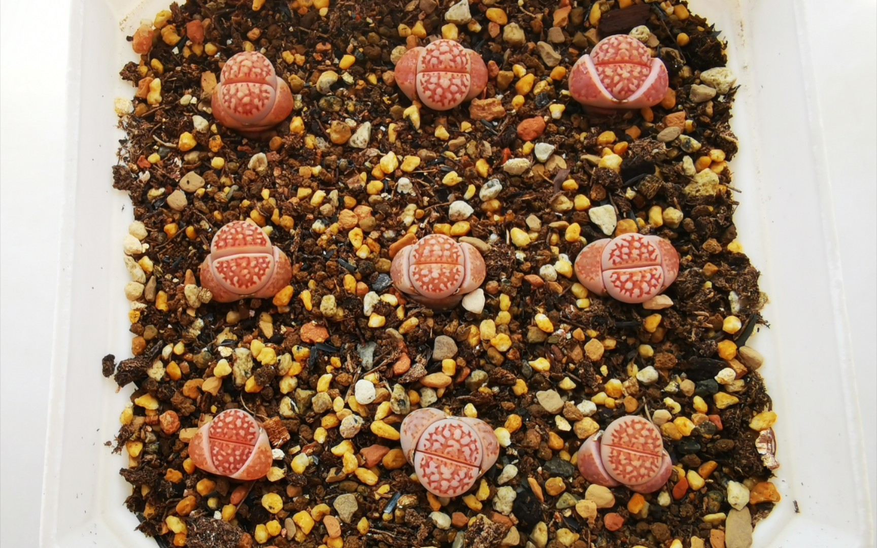 生石花开箱7棵红网纹寿丽f109r开箱