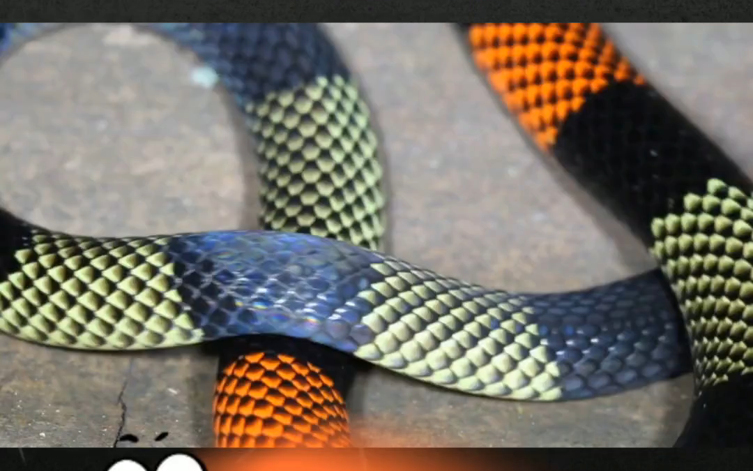 104条活体蛇藏身裤袋!男子福田口岸闯关被截