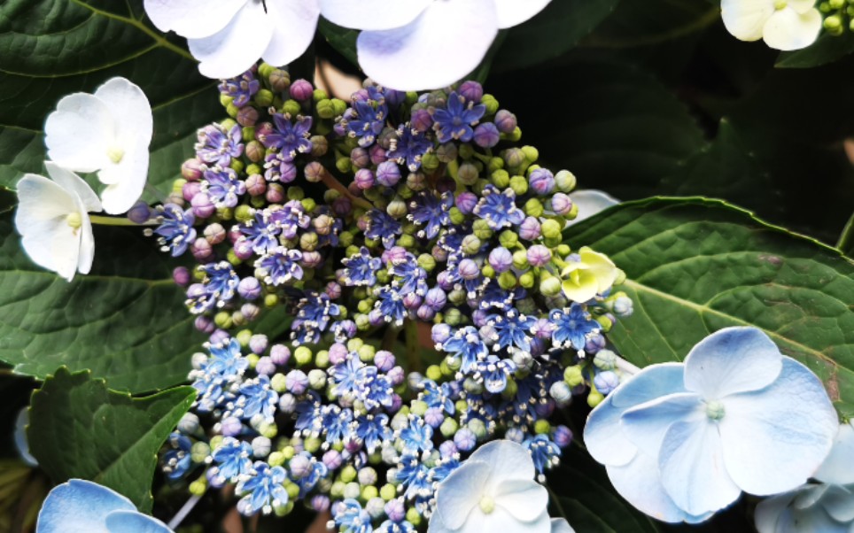 粉色回忆绣球中的一股清流