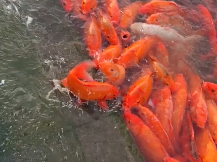 啊这么多鱼游上岸了