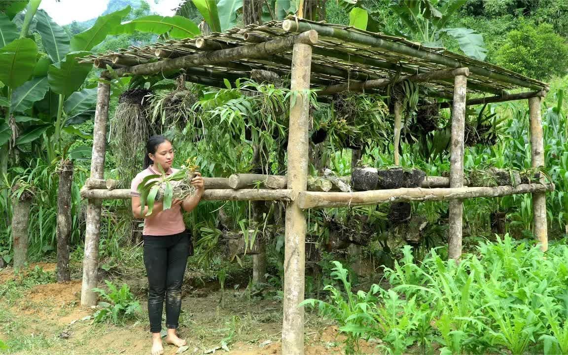 黎嫂很能干如何利用枯树或石头养殖兰花黎嫂手把手教你