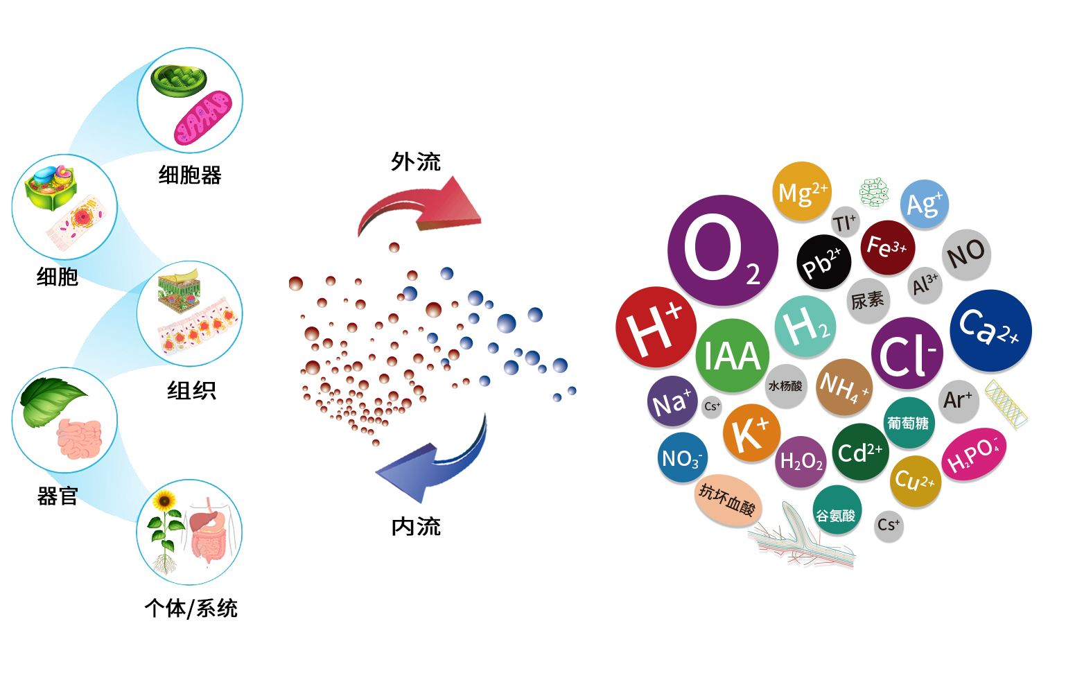 NMT与植物科学趋势02NMT定义哔哩哔哩bilibili