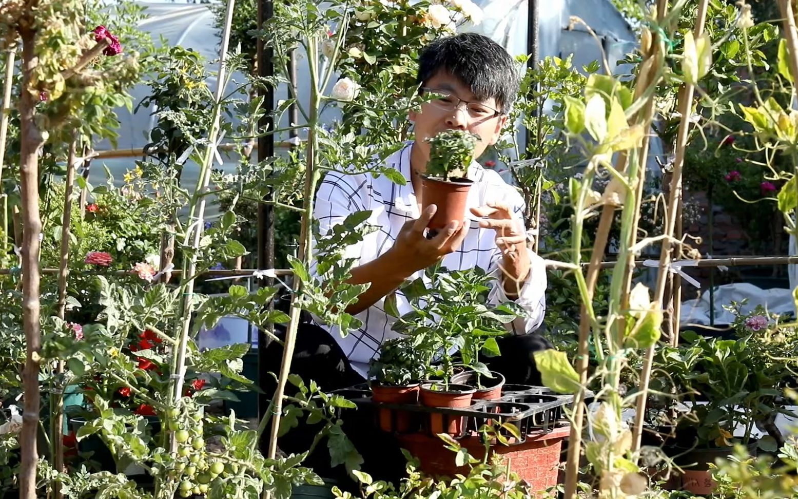 小番茄虽然很多品种,但是这种适合阳台盆栽,挂果性非常好哔哩哔哩bilibili