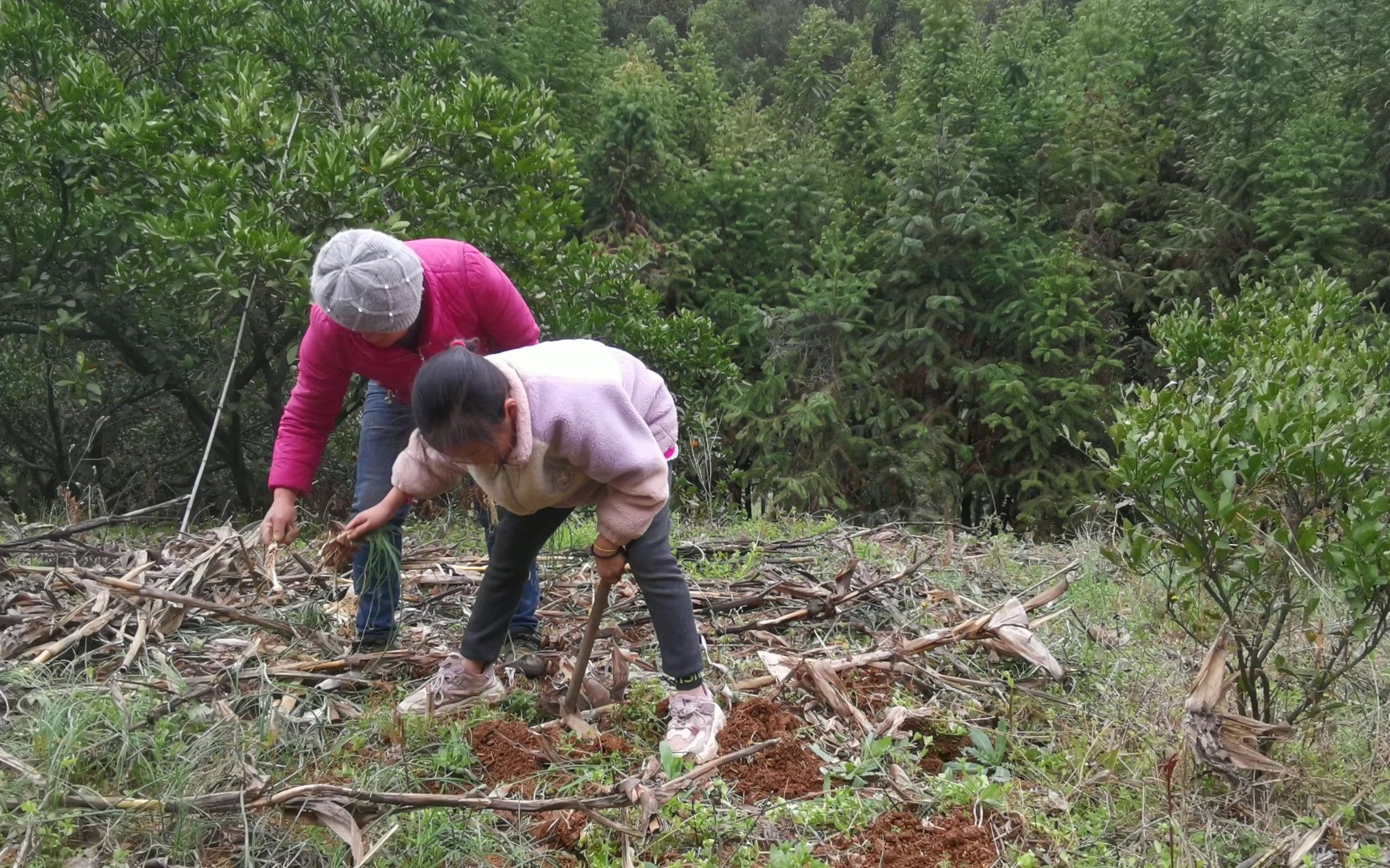 [图]湖南湘西慈利县麻王城采野蒜的母女