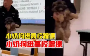 Tải video: 狗子高校课堂蹭课被保安温柔抱走，同学：它经常去其他教室蹭课