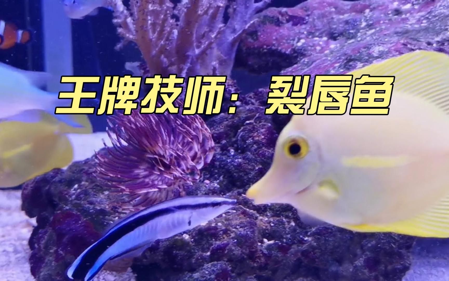 海洋顶级清洁工:裂唇鱼,技术差可能被吃掉,却被誉为最成功的鱼哔哩哔哩bilibili