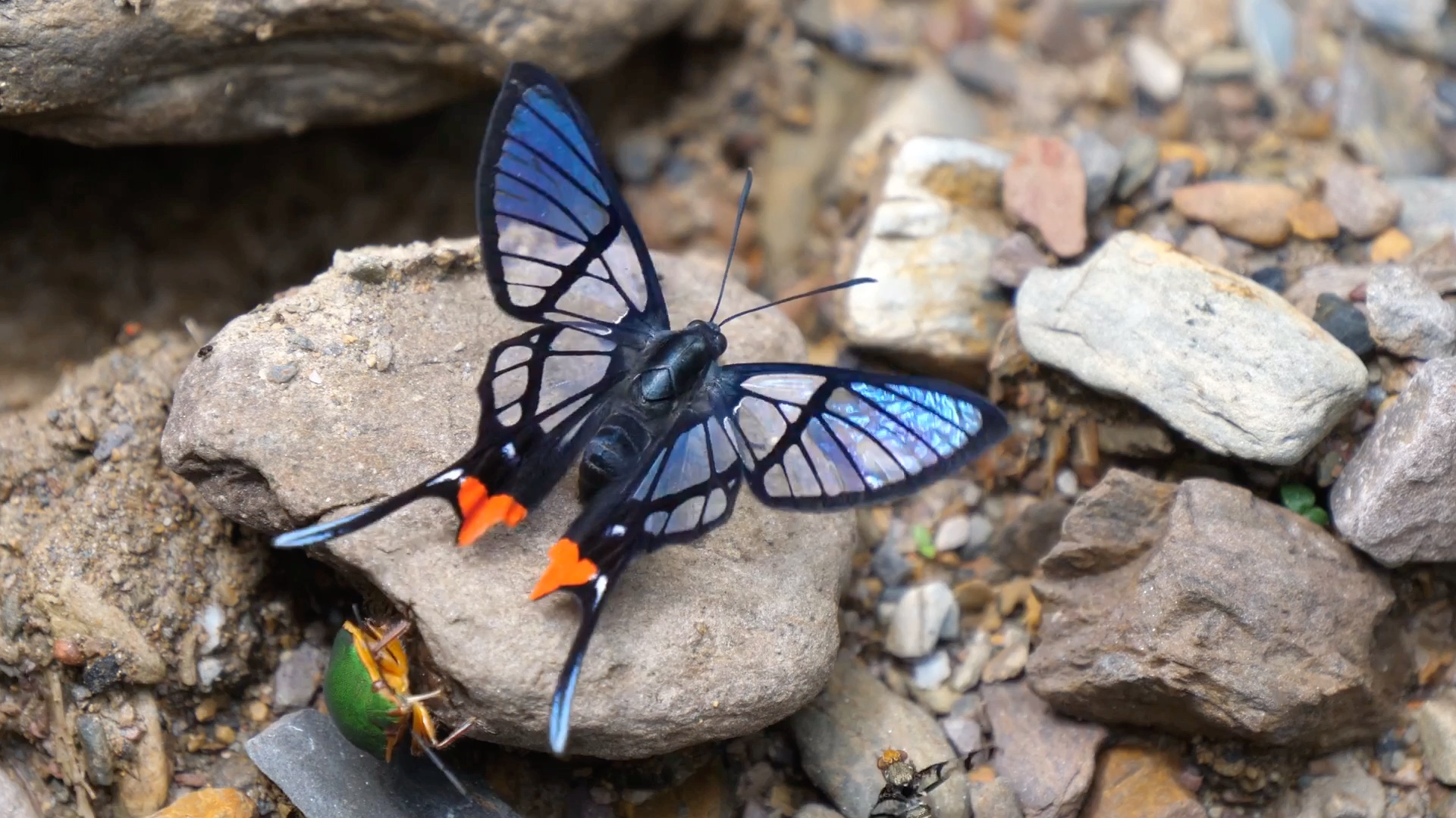 一只红臀凤蚬蝶,整个翅膀呈镂空透明状,太美了