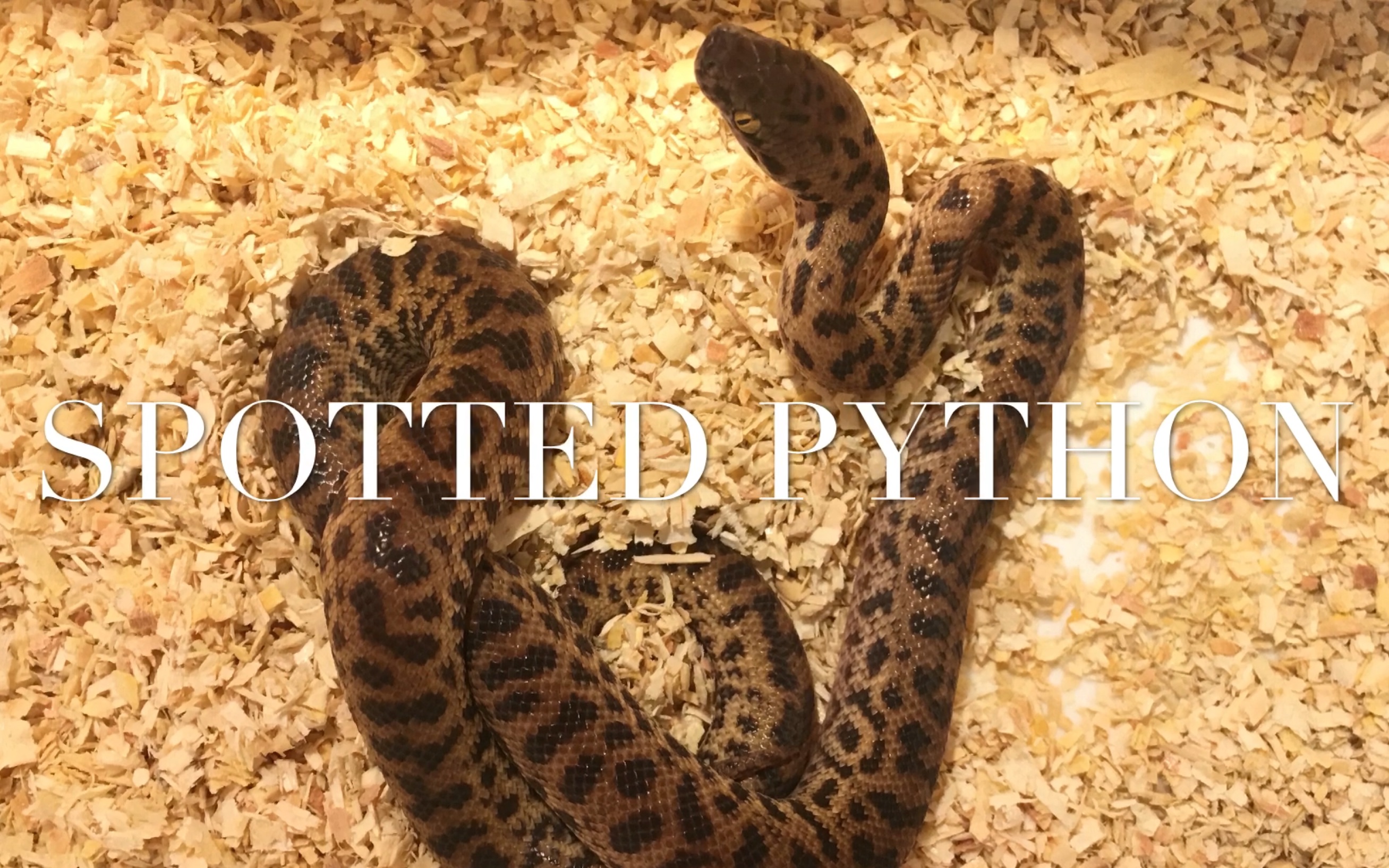 蛇星蟒喂食小型蟒小星蟒这么小但也是蟒蛇