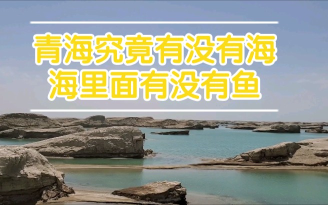 青海真的有海么,海里究竟有鱼么,我在视频里寻找答案哔哩哔哩bilibili