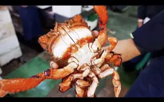 蛙形目 哔哩哔哩 Bilibili