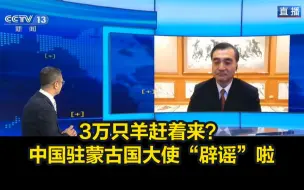 Download Video: 3万只羊赶着来？中国驻蒙古国大使“辟谣”啦