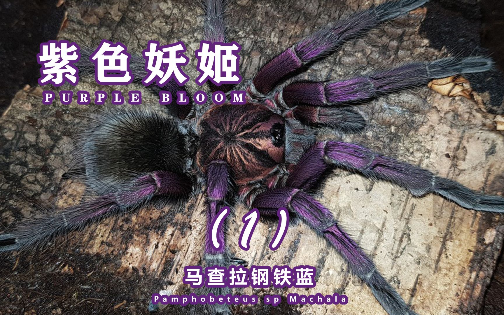 pam属入门品种.马查拉钢铁蓝捕鸟蛛介绍第一集.