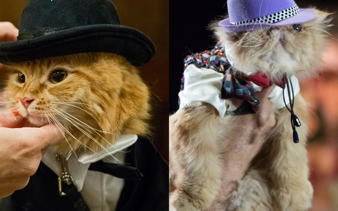 猫咪时尚t台秀,让你见识什么是真正的猫步_哔哩哔哩 (゜-゜)つロ 干杯