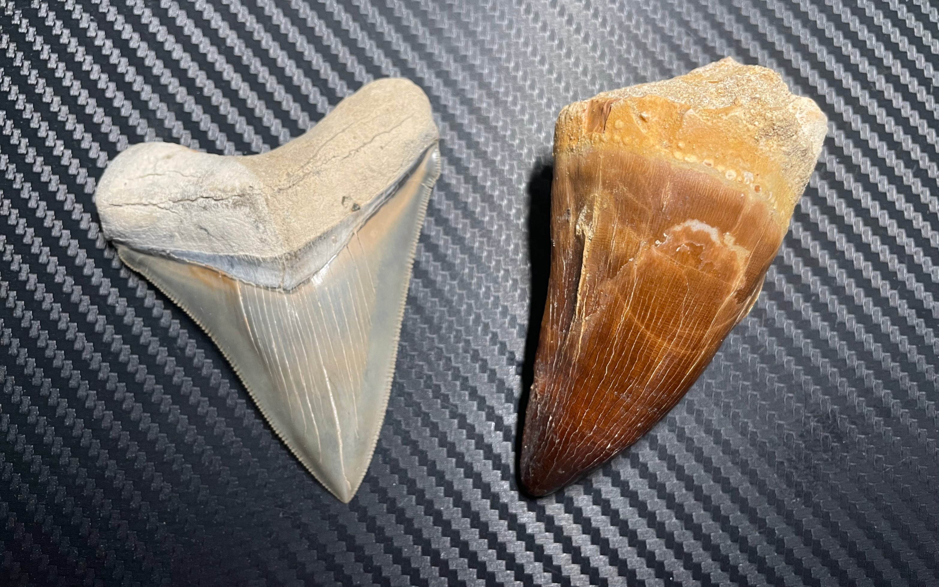 侏罗纪世界里的沧龙(沧斯拉)牙长啥样——沧龙牙化石