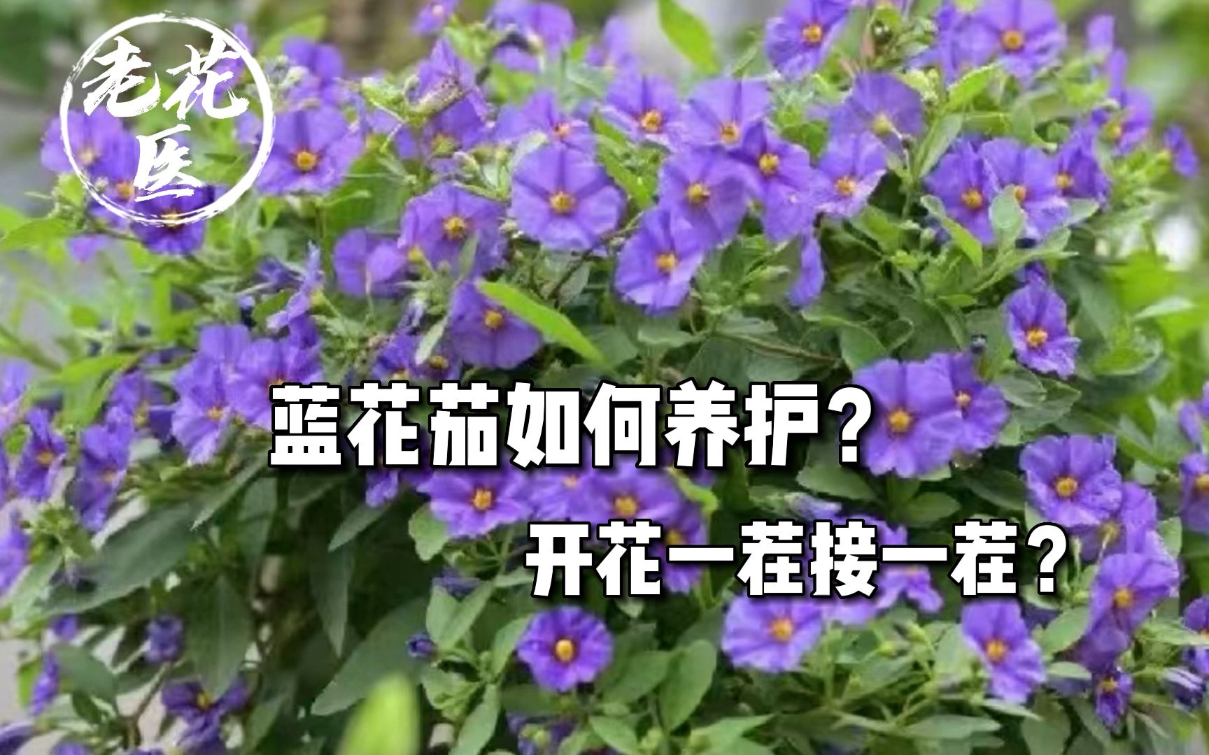 蓝花茄如何养护?蓝花茄开花一茬接一茬?哔哩哔哩bilibili