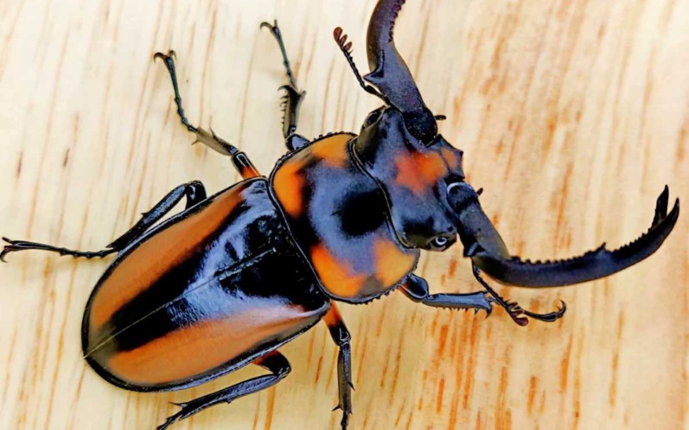 顶级鹿角锹甲,泰国黄金鹿角锹 l3对虫开箱～冰凉