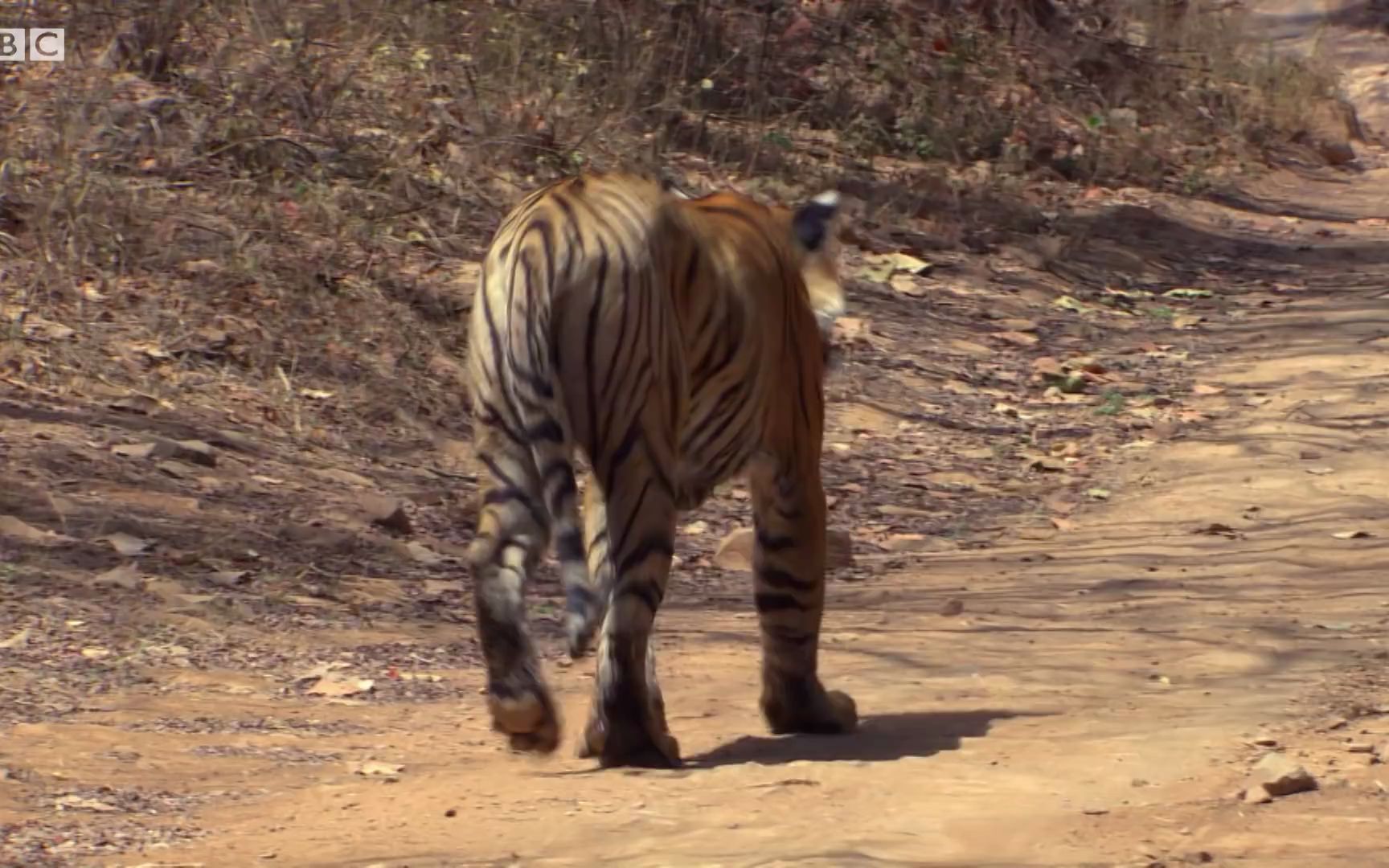 母虎为死去的虎王拉贾哀嚎
