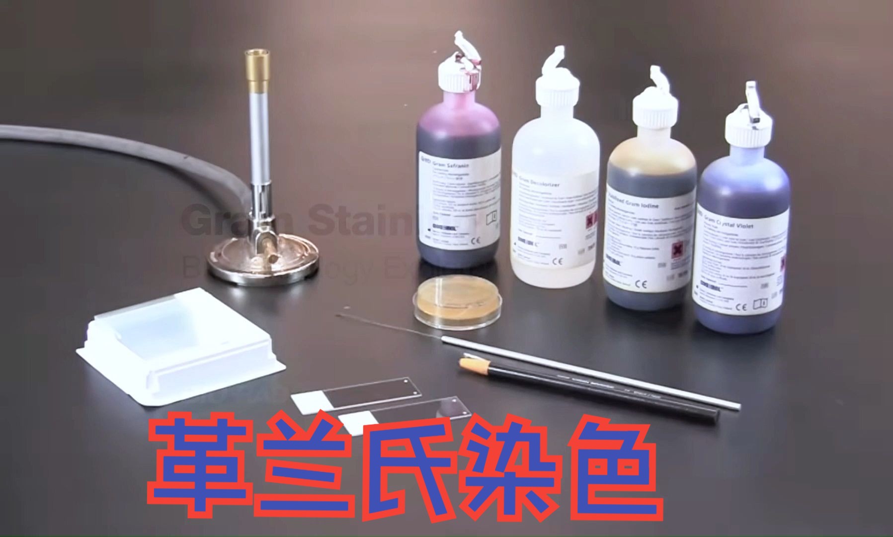 Professional Lab: Gram Staining Procedure Tutorial