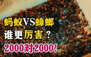 Download Video: 2000只蚂蚁 VS 2000只蟑螂！结果会是怎样？