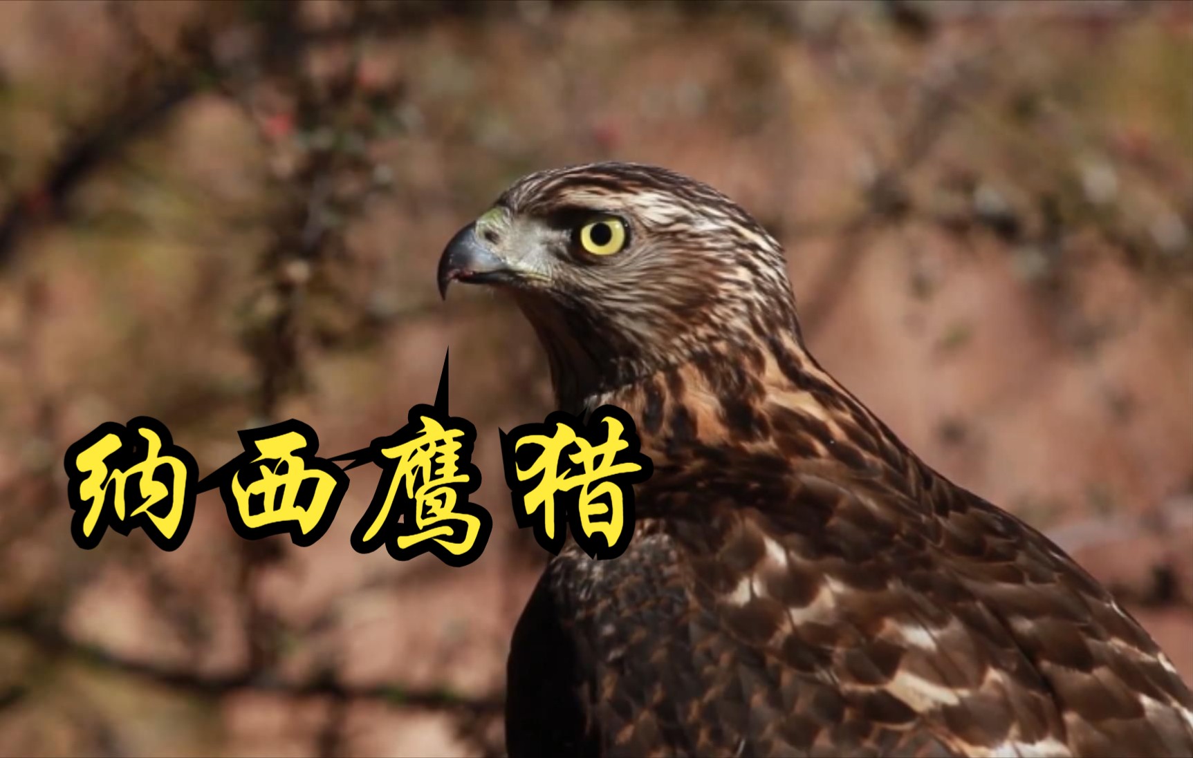 【中国】【纪录片】纳西鹰猎