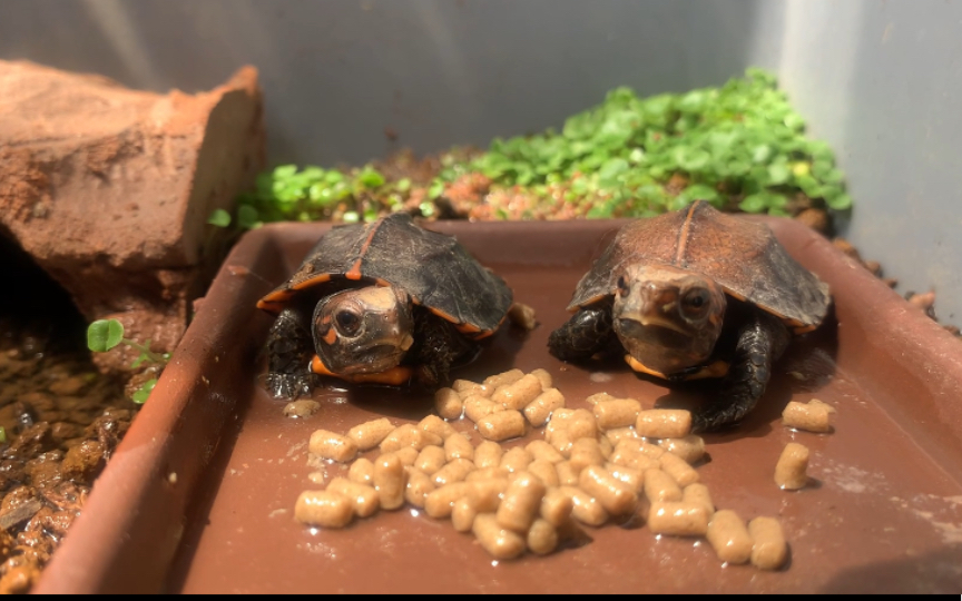 【锯缘摄龟】两个锯苗的初亮相