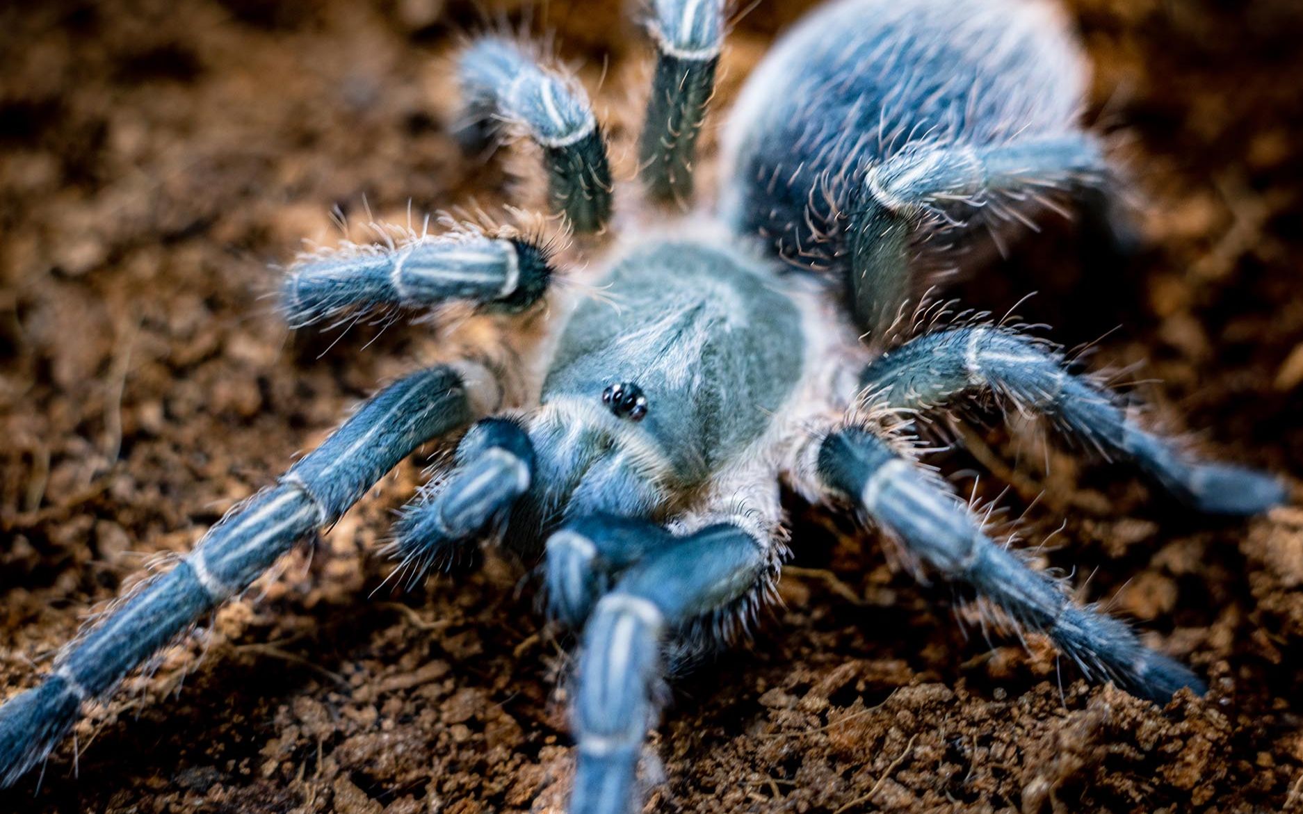 蓝哥斑(捕鸟蜘蛛)--美美的