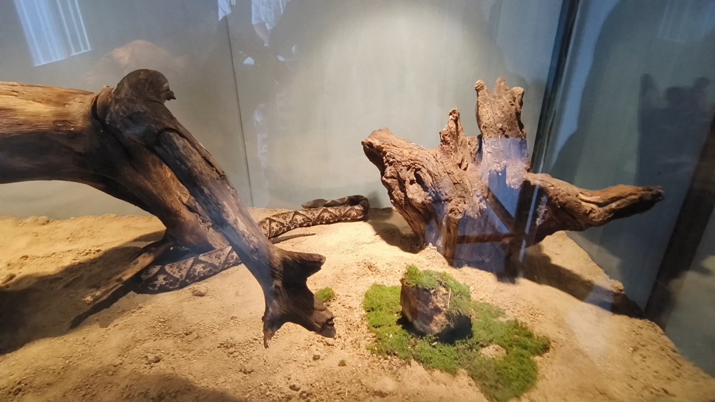 五步蛇 蕲蛇 尖吻蝮 五步蛇养殖基地