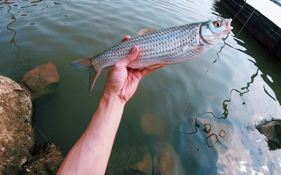干啥都菜:瞎说一下,路亚赤眼鳟标点与手法#跑鱼无数2.0_(:τ」∠)