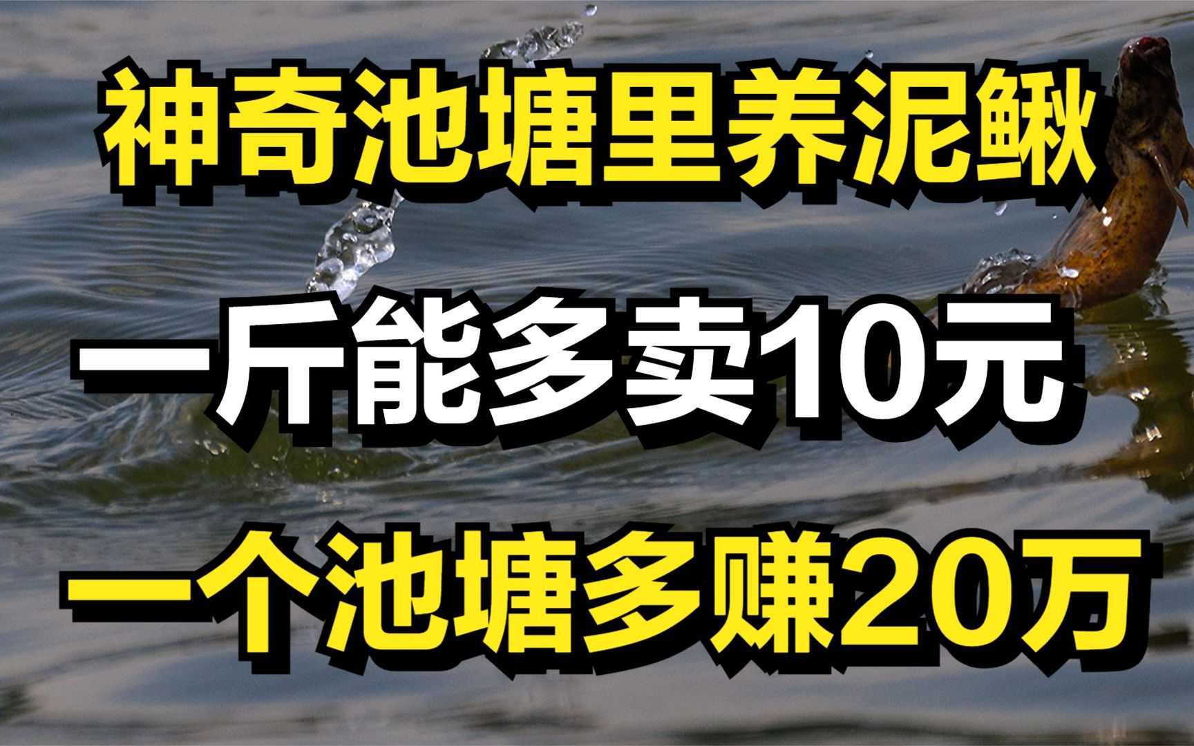 [图]男子建造神奇池塘养泥鳅，一个池塘能多赚20万，年收入达1000多万