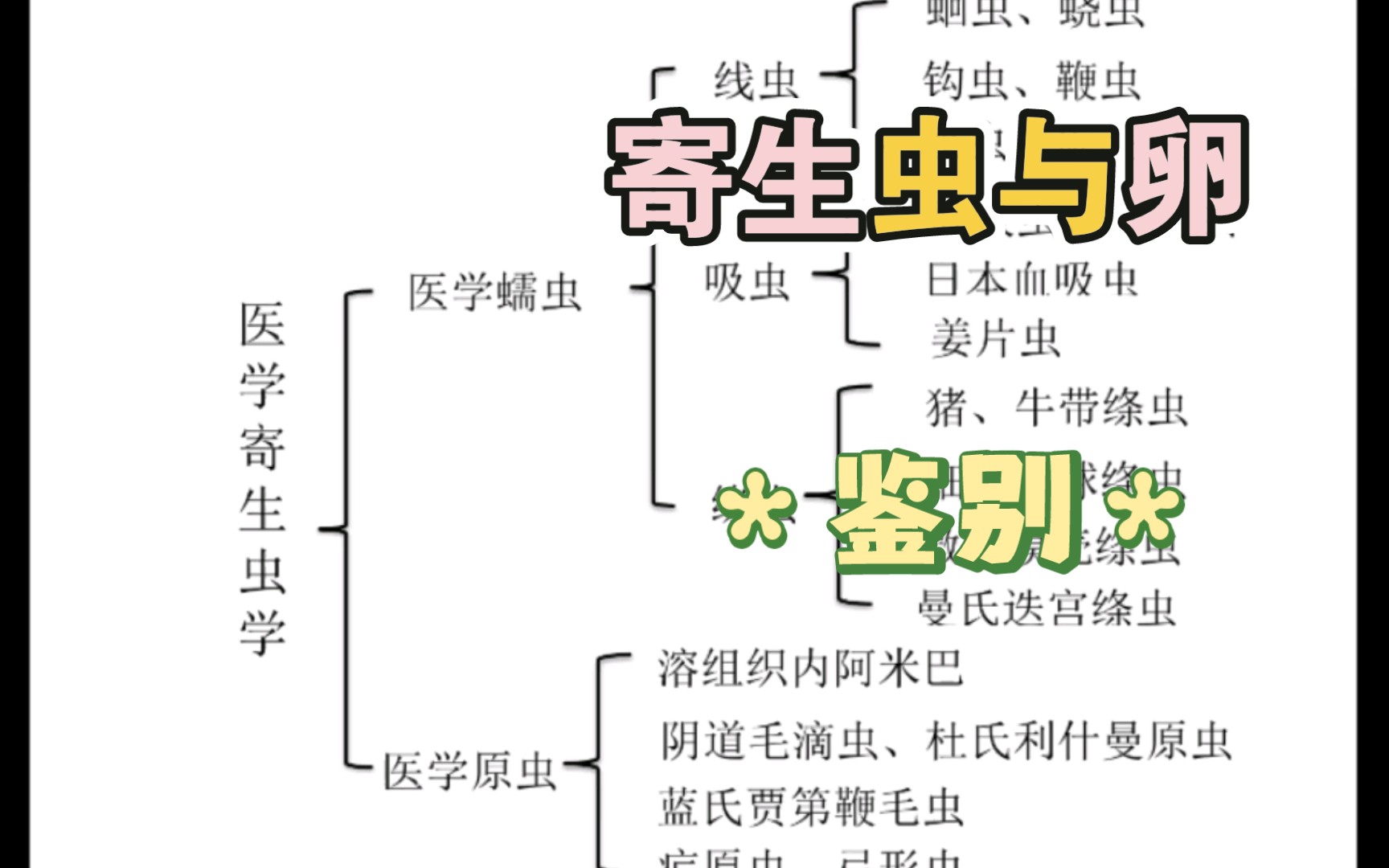 【医学寄生虫学】蠕虫和原虫成虫与卵的鉴别,附标本和切片哔哩哔哩bilibili