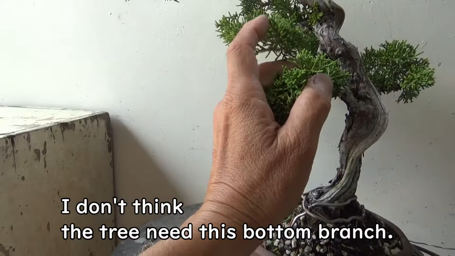 盆景工作室春嘉182修剪真柏为了让树木长时间地生长将反复进行小改动