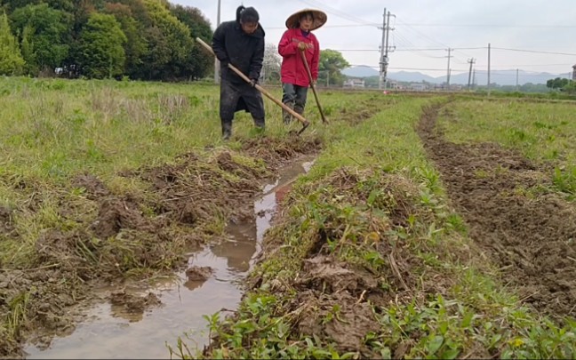 酵素生态种植,自然农耕第54天:挖田埂,犁田,沤草!哔哩哔哩bilibili